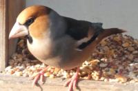 Coccothraustes coccothraustes