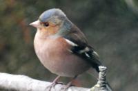 Fringilla coelebs