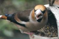 Coccothraustes coccothraustes