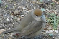 Sylvia atricapilla