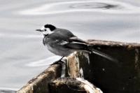 Motacilla alba