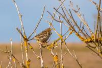 Anthus pratensis