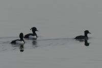 Aythya fuligula