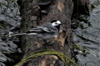 Motacilla alba