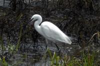 Egretta garzetta