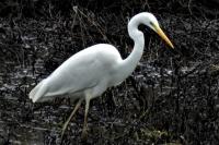 Ardea alba