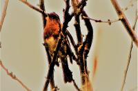 Erithacus rubecula
