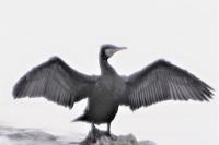 Phalacrocorax carbo