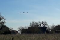 Grus grus