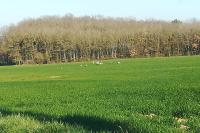 Grus grus