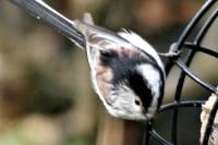 Aegithalos caudatus