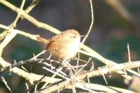 Troglodytes troglodytes