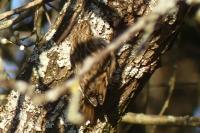 Certhia brachydactyla