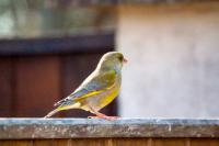 Chloris chloris
