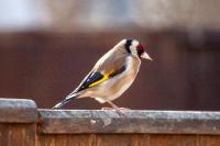 Carduelis carduelis
