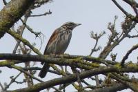 Turdus iliacus
