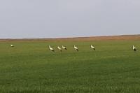 Ciconia ciconia