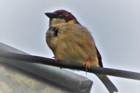 Passer domesticus