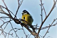 Cyanistes caeruleus
