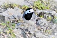 Motacilla alba