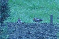 Coccothraustes coccothraustes