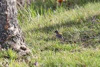 Fringilla coelebs