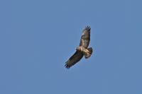 Buteo buteo