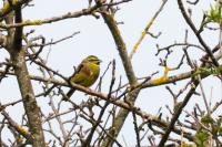 Emberiza cirlus