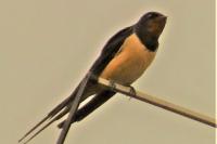 Hirundo rustica