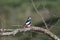 Dendrocopos major