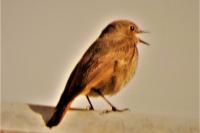 Phoenicurus ochruros