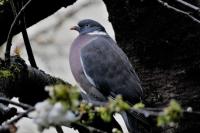 Columba palumbus