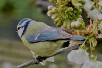 Cyanistes caeruleus