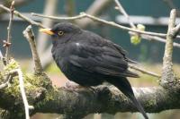 Turdus merula