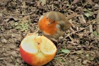 Erithacus rubecula