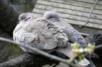 Streptopelia decaocto