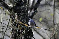 Aegithalos caudatus