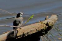 Motacilla alba