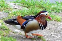 Aix galericulata