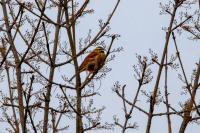 Emberiza cirlus