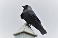 Corvus monedula