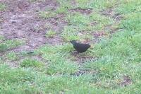Turdus merula