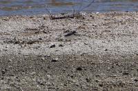 Charadrius dubius