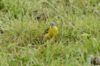 Motacilla flava