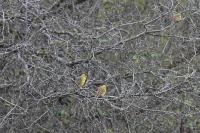 Emberiza citrinella