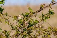 Saxicola rubicola