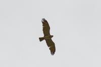 Circaetus gallicus