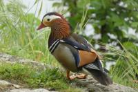 Aix galericulata