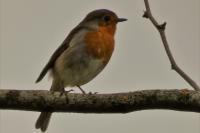 Erithacus rubecula