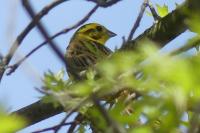 Emberiza citrinella